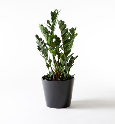 Zamioculcas i sort potte Zamioculcas i sort potte